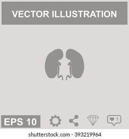 Vector flat kidney icon.