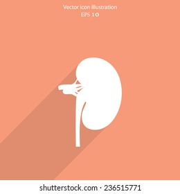 Vector flat kidney icon. Eps 10.