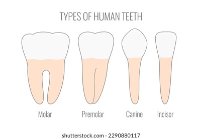 Vector flat minimalistic illustration of the types of human teeth. Premolar, Canine, Incisors, Molar tooth examples collection 