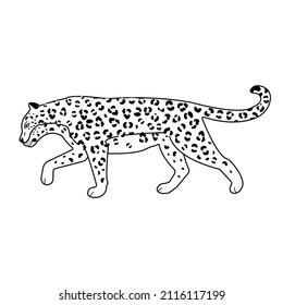 Vector flat outline leopard isolated on white background