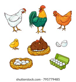 Vector flat poutry, farm chicken set. Rooster, cock, hen chicken in hay nest, eggs in cardboard box, yellow small chick, eggshell. Isolated illustration, white background. Organic food design elements