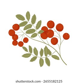 Vector flat rowan branch on white isolated background. Autumn leaves, berries