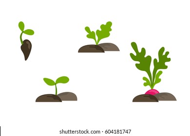 50 Radish life cycle Images, Stock Photos & Vectors | Shutterstock