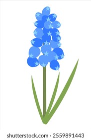 Vector Flat Simple Muscari Isolated on White Background. Spring Flower Muscari. Flowers Bloom Element. Sticker, Print for Easter Spring Holidays, Banners, Posters, Cards, Web. Folk Style.