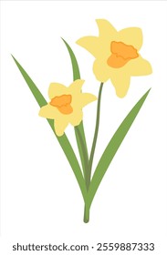 Vector Flat Simple narcissus Isolated on White Background. Spring Flower jonquil. Flowers Bloom Element. Sticker, Print for Easter Spring Holidays, Banners, Posters, Cards, Web. Folk Style.