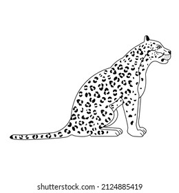 Vector flat sitting leopard isolated on white background