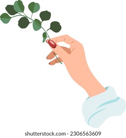 Vector flat style beautiful female hand holding an eucalyptus branch isolated on white background
