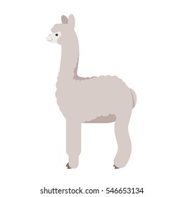 Vector flat style illustration of lama. Icon for web. Isolated on white background.