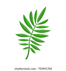 Vector flat summer symbol - tropical green fern leaf icon. Isolated floral illustration on a white background for advertising, poster design.