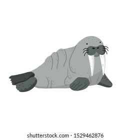 Vector flat walrus illustration. Arctic animals. Walrus On a white background.