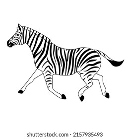 Vector flat zebra isolated on white background