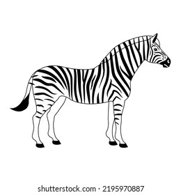 Vector flat zebra isolated on white background