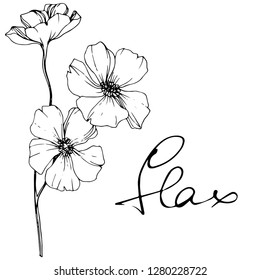 Vector Flax floral botanical flower. Wild spring leaf wildflower isolated. Black and white engraved ink art. Isolated flax illustration element.