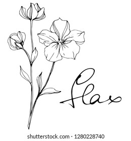 Vector Flax floral botanical flower. Wild spring leaf wildflower isolated. Black and white engraved ink art. Isolated flax illustration element.