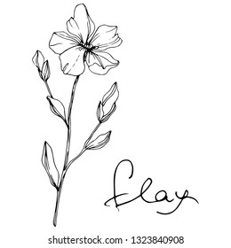 Vector Flax floral botanical flower. Wild spring leaf wildflower isolated. Black and white engraved ink art. Isolated flax illustration element on white background.