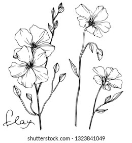 Vector Flax floral botanical flower. Wild spring leaf wildflower isolated. Black and white engraved ink art. Isolated flax illustration element on white background.