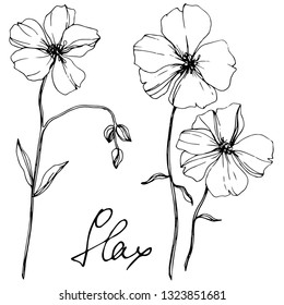 Vector Flax floral botanical flower. Wild spring leaf wildflower isolated. Black and white engraved ink art. Isolated flax illustration element on white background.