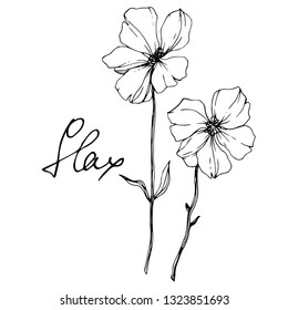 Vector Flax floral botanical flower. Wild spring leaf wildflower isolated. Black and white engraved ink art. Isolated flax illustration element on white background.