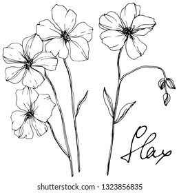 Vector Flax floral botanical flower. Wild spring leaf wildflower isolated. Black and white engraved ink art. Isolated flax illustration element on white background.