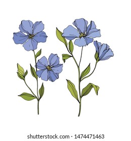 Vector Flax floral botanical flowers. Wild spring leaf wildflower isolated. Blue and green engraved ink art. Isolated flax illustration element on white background.