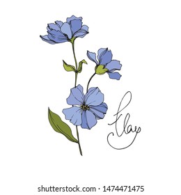 Vector Flax floral botanical flowers. Wild spring leaf wildflower isolated. Blue and green engraved ink art. Isolated flax illustration element on white background.