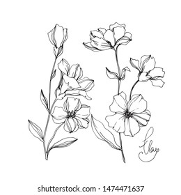 Vector Flax floral botanical flowers. Wild spring leaf wildflower isolated. Black and white engraved ink art. Isolated flax illustration element on white background.