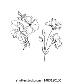 Vector Flax floral botanical flowers. Wild spring leaf wildflower isolated. Black and white engraved ink art. Isolated flax illustration element on white background.