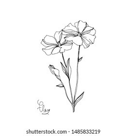 Vector Flax floral botanical flowers. Wild spring leaf wildflower isolated. Black and white engraved ink art. Isolated flax illustration element on white background.