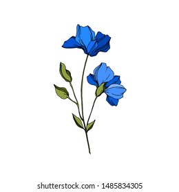 Vector Flax floral botanical flowers. Wild spring leaf wildflower isolated. Blue and green engraved ink art. Isolated flax illustration element on white background.