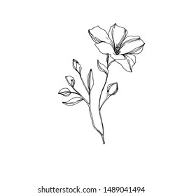 Vector Flax floral botanical flowers. Wild spring leaf wildflower isolated. Black and white engraved ink art. Isolated flax illustration element on white background.