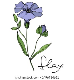 Vector Flax floral botanical flowers. Wild spring leaf wildflower isolated. Black and white engraved ink art. Isolated flax illustration element on white background.