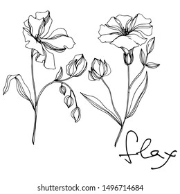 Vector Flax floral botanical flowers. Wild spring leaf wildflower isolated. Black and white engraved ink art. Isolated flax illustration element on white background.