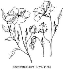 Vector Flax floral botanical flowers. Wild spring leaf wildflower isolated. Black and white engraved ink art. Isolated flax illustration element on white background.