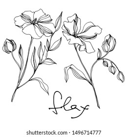 Vector Flax floral botanical flowers. Wild spring leaf wildflower isolated. Black and white engraved ink art. Isolated flax illustration element on white background.
