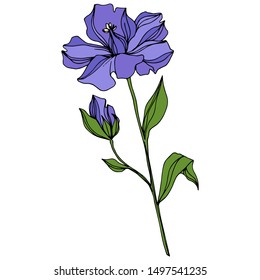Vector Flax floral botanical flowers. Wild spring leaf wildflower isolated.  Isolated flax illustration element on white background.