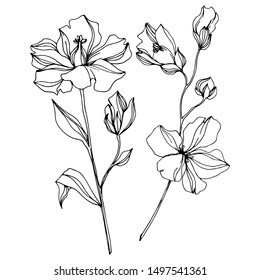 Vector Flax floral botanical flowers. Wild spring leaf wildflower isolated. Black and white engraved ink art. Isolated flax illustration element on white background.