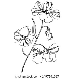 Vector Flax floral botanical flowers. Wild spring leaf wildflower isolated. Black and white engraved ink art. Isolated flax illustration element on white background.