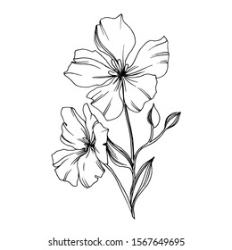 Vector Flax floral botanical flowers. Wild spring leaf wildflower isolated. Black and white engraved ink art. Isolated flax illustration element.