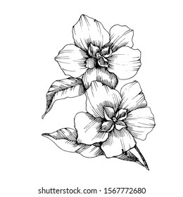 Vector Flax floral botanical flowers. Wild spring leaf wildflower isolated. Black and white engraved ink art. Isolated flax illustration element.