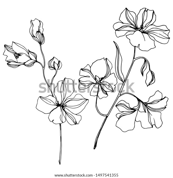 ベクターフラックス花柄の植物の花 野春の葉やま草 白黒の彫刻インクアート 白い背景に分離型の亜麻イラストエレメント のベクター画像素材 ロイヤリティフリー