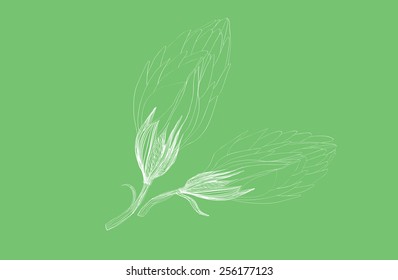 vector flora drawing pattern flower