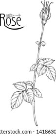 vector floral arrangement with rose flowers and rose buds