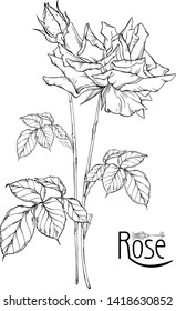 vector floral arrangement with rose flowers and rose buds