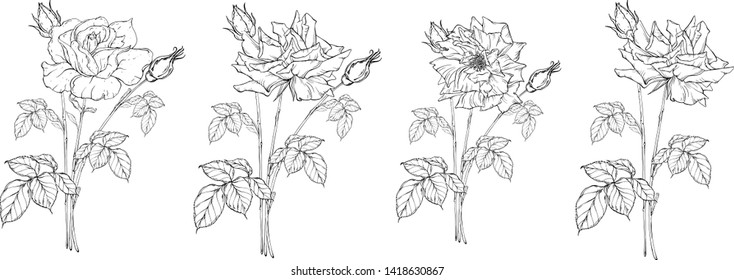 vector floral arrangement with rose flowers and rose buds