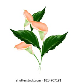 Vector floral background with calla and dahlia flowers.