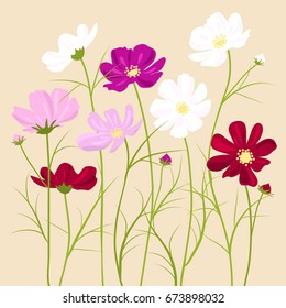 vector floral background -  cosmos flowers 