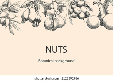 Fondo vectorial floral con plantas de nueces. Elementos dibujados a mano. Esbozar almendras, nueces de brasil, nuez moscada, macadamia, anacardos. Ilustración para el diseño