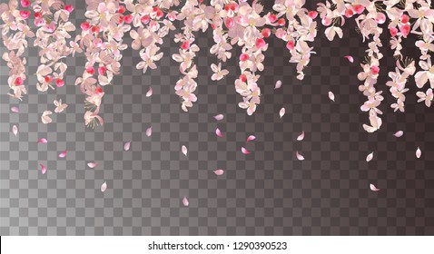 Vector floral background with plum or cherry blossom. Pink hanging flowers and falling petals