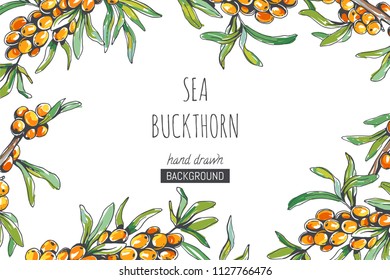 Vector floral background with sea buckthorn branches in sketch style. Hand drawn botanical illustration with fresh berries isolated on white.
