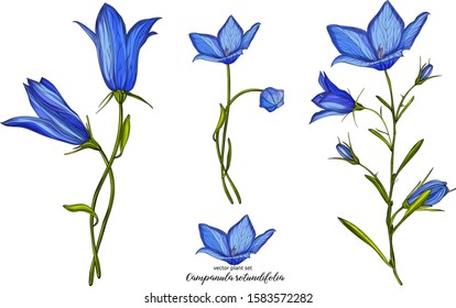 Vector floral bell flower set. Floral plant set.